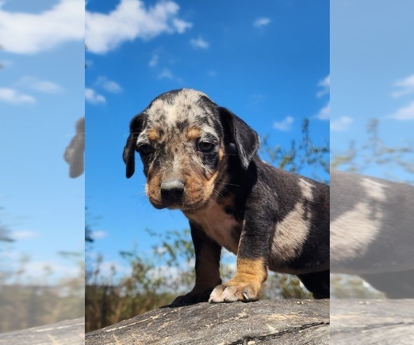Medium Photo #9 Catahoula Leopard Dog Puppy For Sale in CUMBY, TX, USA