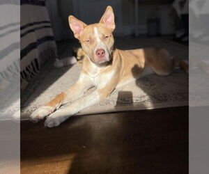 Dug - Male Siberian Husky-Unknown Mix Dog for Adoption - Photo #8