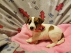 Small Photo #3 Jack Russell Terrier Puppy For Sale in MANSFIELD, TX, USA