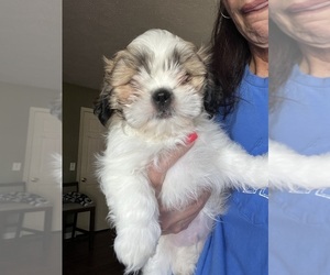 Shih Tzu Puppy for sale in SUGAR HILL, GA, USA