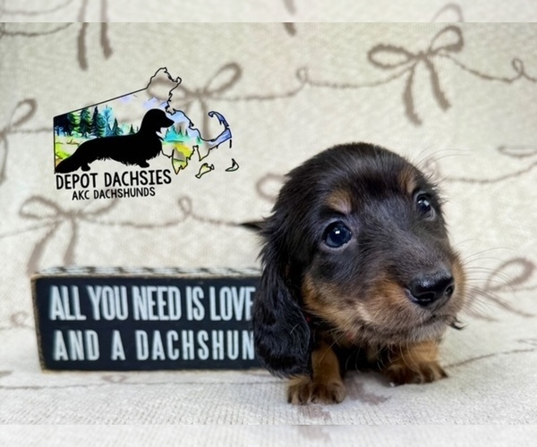 Medium Photo #2 Dachshund Puppy For Sale in SOUTH EASTON, MA, USA