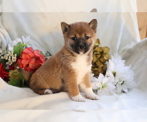 Medium Photo #3 Shiba Inu Puppy For Sale in SHILOH, OH, USA