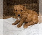 Small Photo #7 Bernedoodle (Miniature) Puppy For Sale in UNIONVILLE, IA, USA