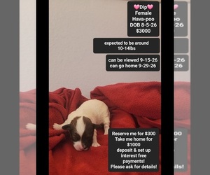 Havapoo Puppy for sale in TUCSON, AZ, USA