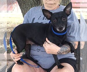 Chihuahua Dogs for adoption in Carrollton, TX, USA