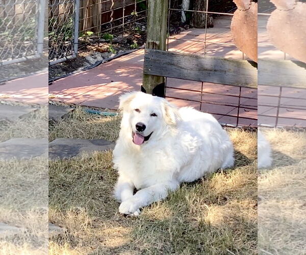 Medium Photo #13 Great Pyrenees Puppy For Sale in Spring, TX, USA