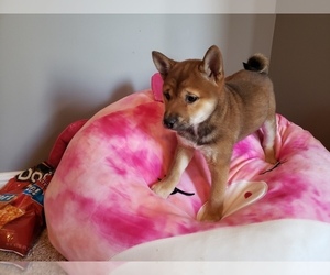 Shiba Inu Puppy for sale in KANSAS CITY, MO, USA