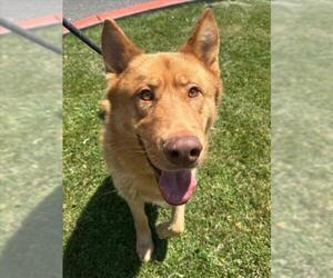 Gerberian Shepsky Dogs for adoption in Woodland, CA, USA