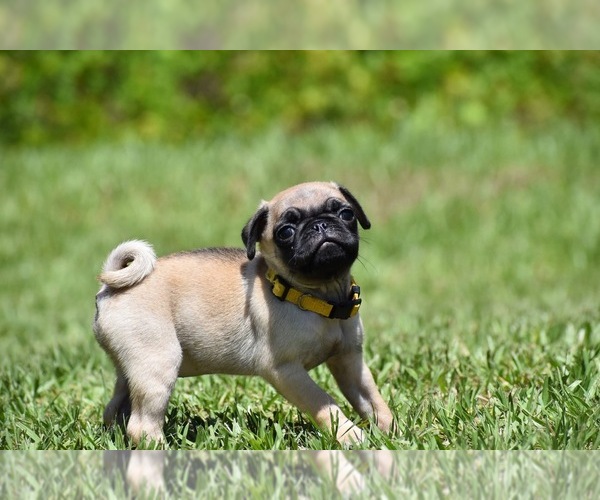 Medium Photo #7 Pug Puppy For Sale in PALM COAST, FL, USA
