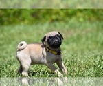 Small #6 Pug