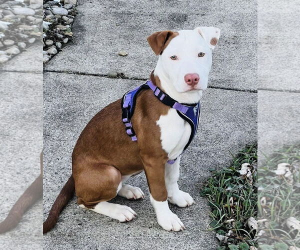 Medium Photo #3 American Pit Bull Terrier-Unknown Mix Puppy For Sale in Germantown, OH, USA