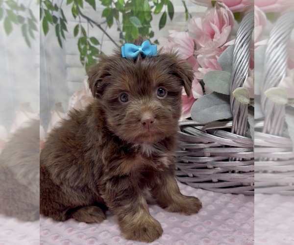 Medium Photo #7 Shorkie Tzu Puppy For Sale in SELLERSBURG, IN, USA