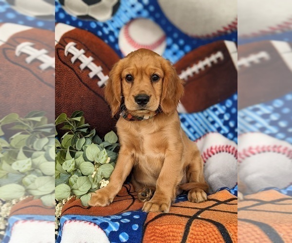 Medium Photo #1 Golden Cavalier Puppy For Sale in KIRKWOOD, PA, USA