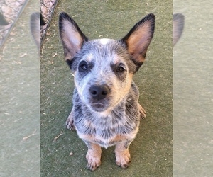 Australian Cattle Dog Puppy for sale in EL PASO, TX, USA