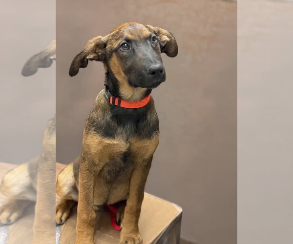 Medium Photo #2 Mutt Puppy For Sale in Menifee, CA, USA