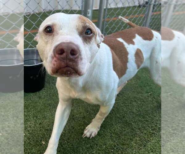 Medium Photo #3 Mutt Puppy For Sale in Raleigh, NC, USA