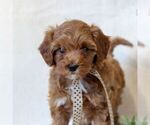 Small Cavapoo