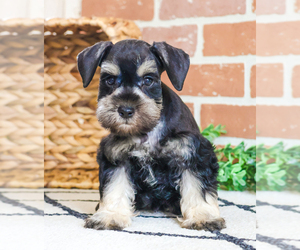 Schnauzer (Miniature) Puppy for Sale in SYRACUSE, Indiana USA