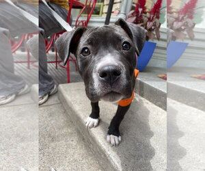 Mutt Dogs for adoption in Derwood, MD, USA