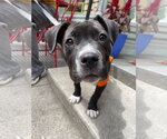 Small Mutt
