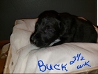 Small Photo #4 German Shorthaired Pointer-Golden Labrador Mix Puppy For Sale in AMES, IA, USA