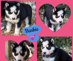 Image preview for Ad Listing. Nickname: BARBIE