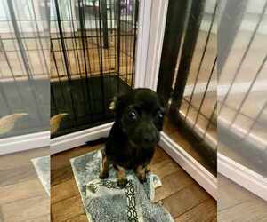 Chihuahua Dogs for adoption in Holly Springs, NC, USA