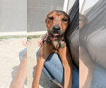 Small #1 Labrador Retriever Mix