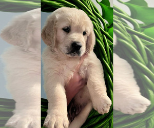 Golden Retriever Puppy for sale in BUSHNELL, FL, USA