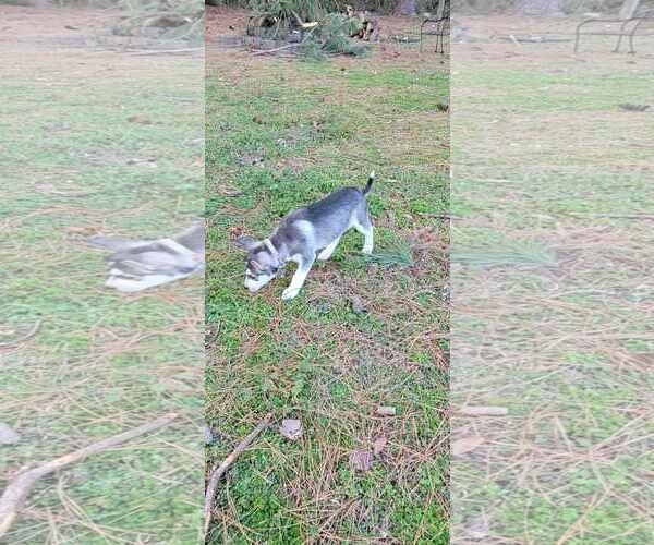 Medium Photo #2 Huskies -Unknown Mix Puppy For Sale in Holly Springs, NC, USA
