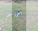 Small #1 Huskies  Mix