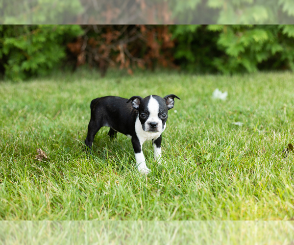 Medium Photo #16 Boston Terrier Puppy For Sale in MILFORD, IN, USA