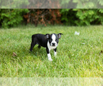 Small #15 Boston Terrier