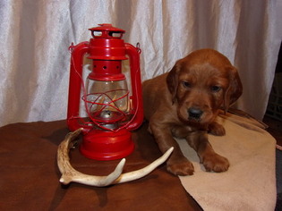 Irish Setter Puppy for sale in TOWER CITY, PA, USA