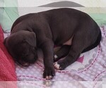 Small #6 American Bully