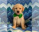 Small Photo #1 Golden Retriever Puppy For Sale in OXFORD, PA, USA