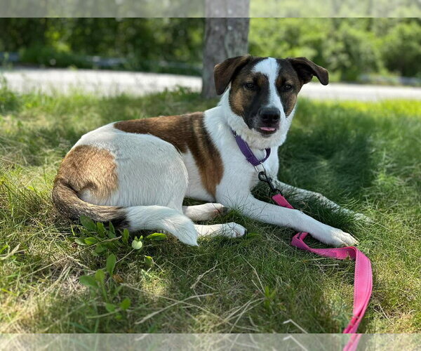 Medium Photo #2 Mutt Puppy For Sale in pomfret, CT, USA