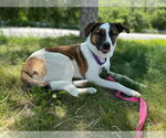 Small #1 Mutt