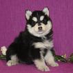 Small Photo #1 Pomeranian-Pomsky Mix Puppy For Sale in GAP, PA, USA
