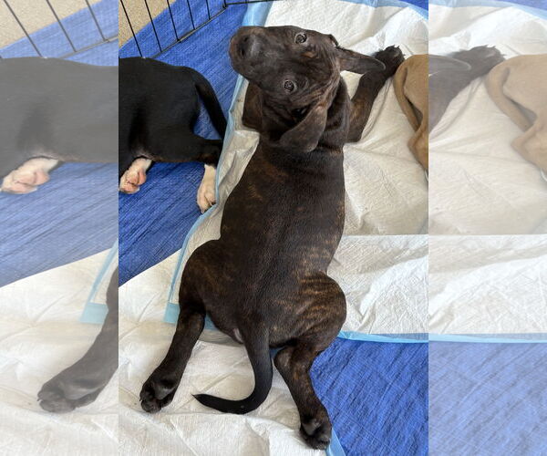 Medium Photo #7 Staffordshire Bull Terrier-Unknown Mix Puppy For Sale in Holly Springs, NC, USA