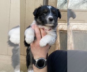 Border-Aussie Puppy for sale in SALEM, OR, USA