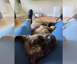 Small #2 Pug Mix