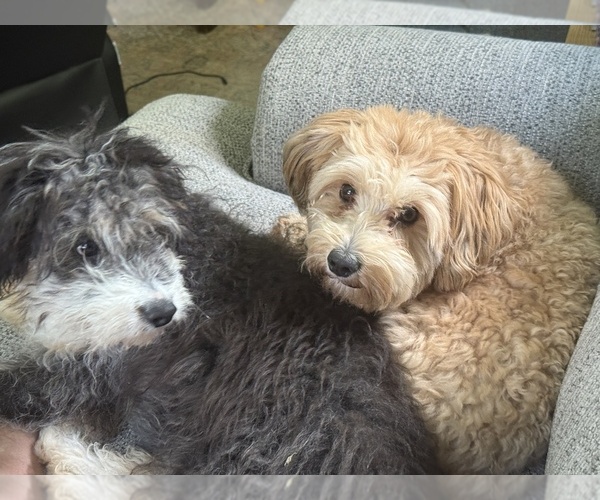 Medium Photo #1 Aussiedoodle Puppy For Sale in SMICKSBURG, PA, USA