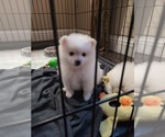 Small Photo #20 Pomeranian Puppy For Sale in CITRUS HEIGHTS, CA, USA