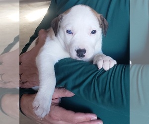Anatolian Shepherd-Greyhound Mix Puppy for sale in MULESHOE, TX, USA