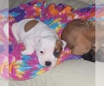 Small #3 American Bully