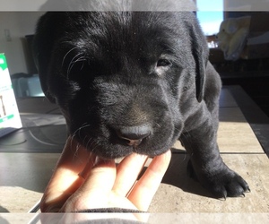 Labrador Retriever Puppy for sale in KIMBALL, MN, USA