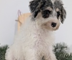 Small #5 Schnoodle (Miniature)