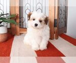 Small Photo #3 Havanese Puppy For Sale in NAPLES, FL, USA