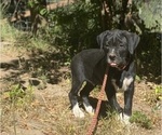 Puppy Spade Boxweiler